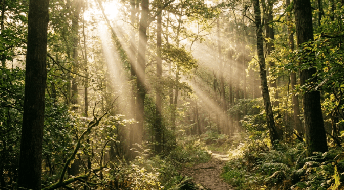 Forest path illuminated by sunbeams shining through dense trees