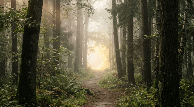 Sunlit dirt trail winding through a dense forest