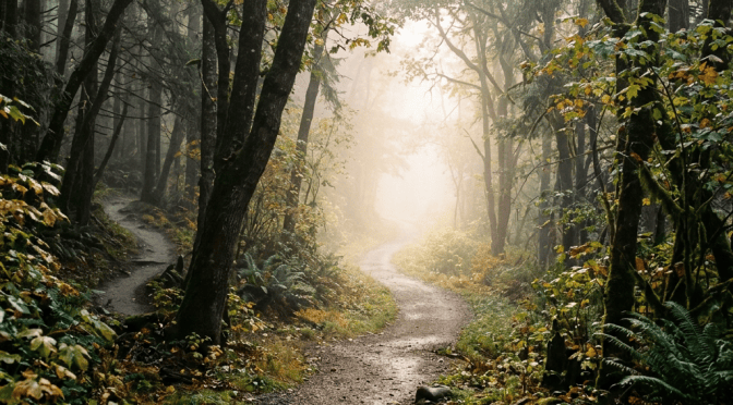 Misty forest trail winding through mossy trees and autumn foliage